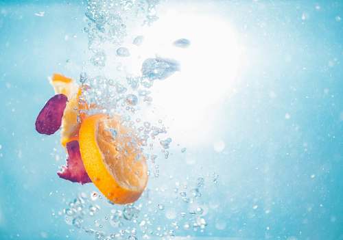animal photo of sliced lemon on water invertebrate